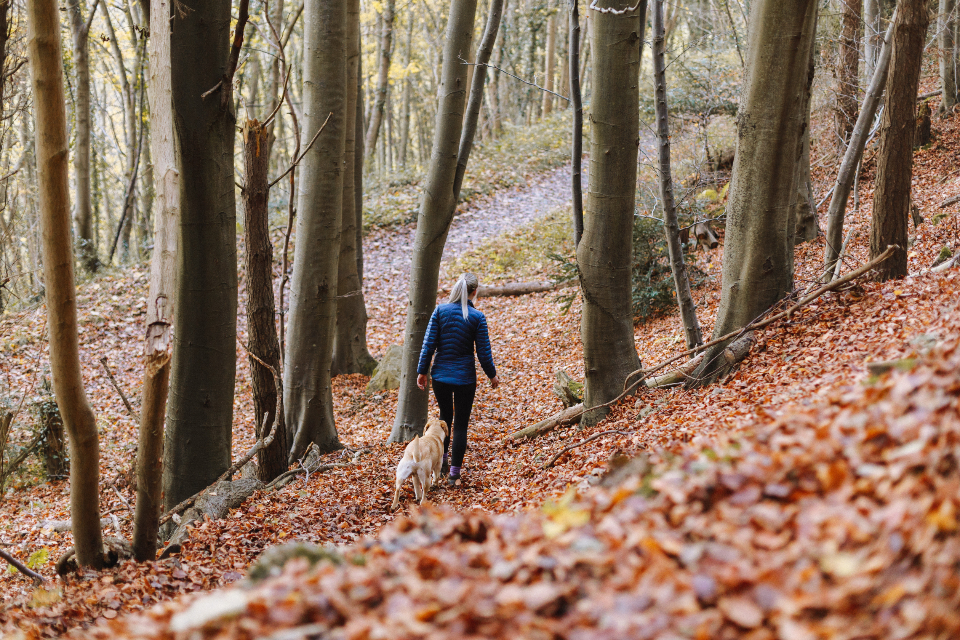 De mooiste plekken om te wandelen met je hond